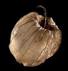 Image showing dry chinese lantern