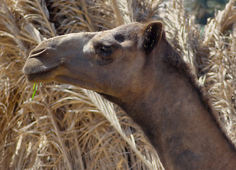 Image showing camel profile