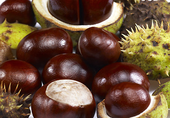 Image showing horse chestnuts