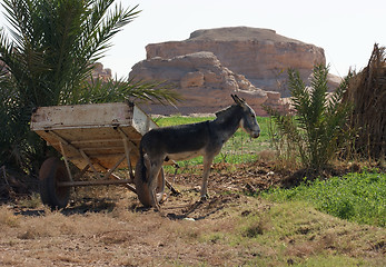 Image showing donkey and cart