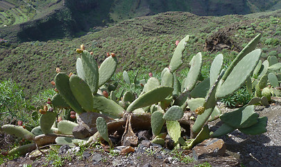 Image showing La Gomera