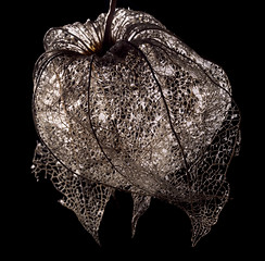 Image showing rotten chinese lantern