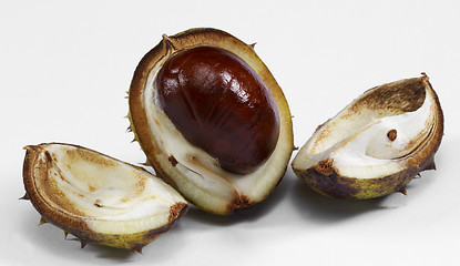 Image showing horse chestnut