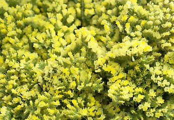 Image showing filigree yellow flowers