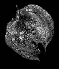 Image showing rotten chinese lantern