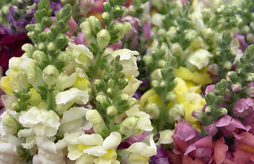 Image showing lots of snapdragons