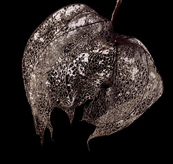 Image showing rotten chinese lantern