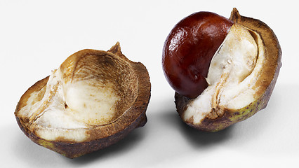 Image showing horse chestnut
