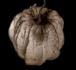 Image showing rotten chinese lantern