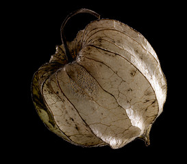 Image showing rotten chinese lantern