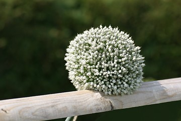 Image showing White flower on a fence
