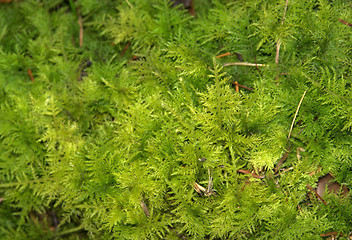 Image showing mossy cover of vegetation