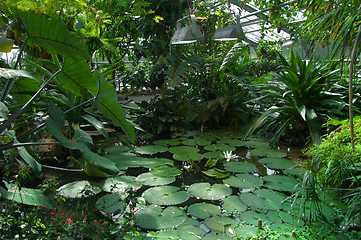 Image showing tropical greenhouse scenery