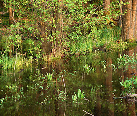 Image showing bog at spring time