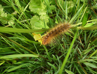 Image showing Garden tiger moth caterpillar