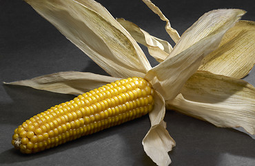 Image showing open corn cob