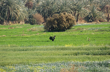 Image showing egyptian agriculture
