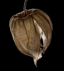 Image showing dry chinese lantern