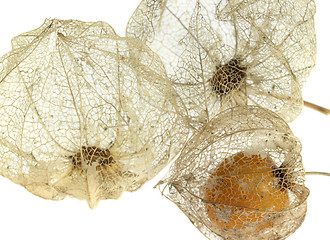 Image showing rotten chinese lantern detail