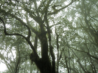 Image showing Laurel forest