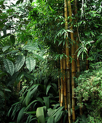 Image showing tropical greenhouse scenery