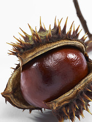 Image showing horse chestnut
