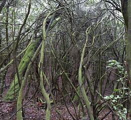 Image showing Laurel forest