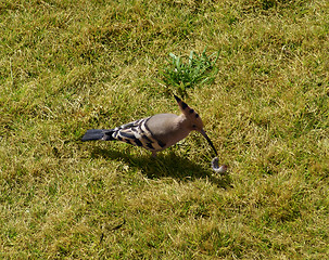 Image showing Hoopoe