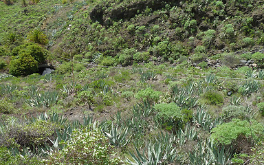 Image showing La Gomera