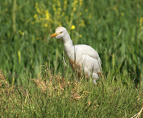 Image showing Cattle Egret