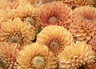 Image showing Dahlia flowers