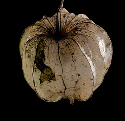 Image showing rotten chinese lantern
