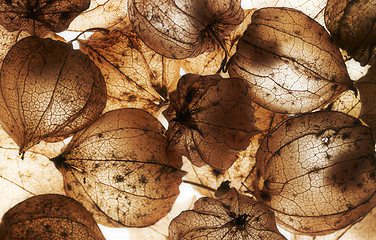 Image showing rotten chinese lantern detail