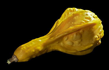 Image showing yellow curcurbit