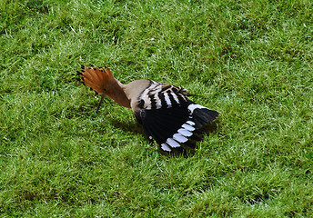 Image showing Hoopoe