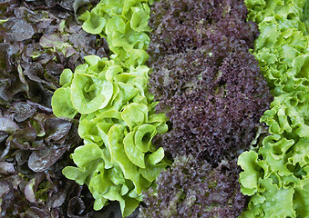 Image showing various fresh lettuce