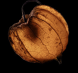 Image showing dry chinese lantern