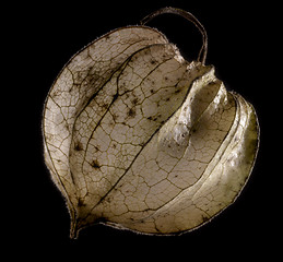 Image showing rotten chinese lantern