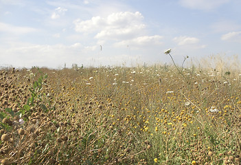 Image showing various herbs