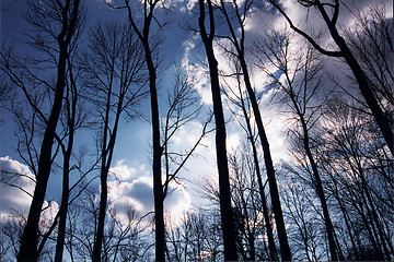 Image showing Blue Sky