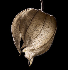 Image showing dry chinese lantern