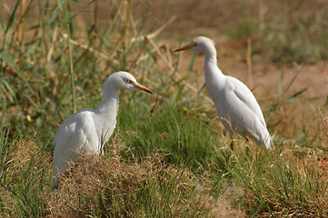 Image showing Cattle Egrets