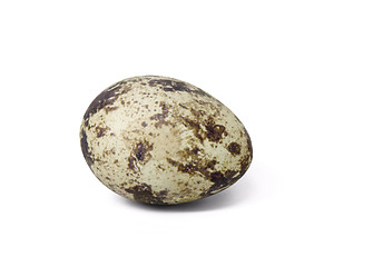 Image showing quail egg