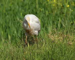 Image showing Cattle Egret