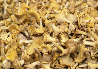 Image showing chanterelles background