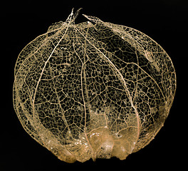 Image showing rotten chinese lantern