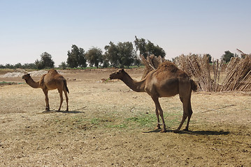 Image showing camels in Egypt