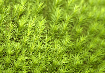 Image showing mossy cover of vegetation