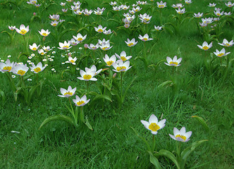 Image showing white flowers