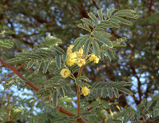 Image showing Delonix regia